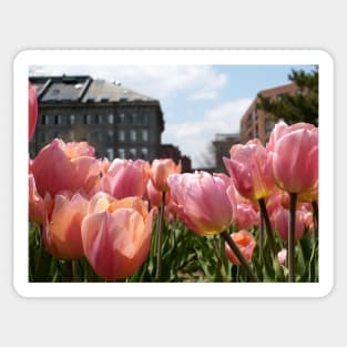 Pink Tulips in Boston Sticker